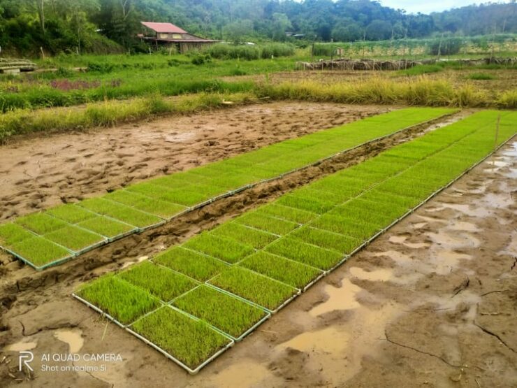 h2020PTRAP How potexperiments with rice help feeling home!