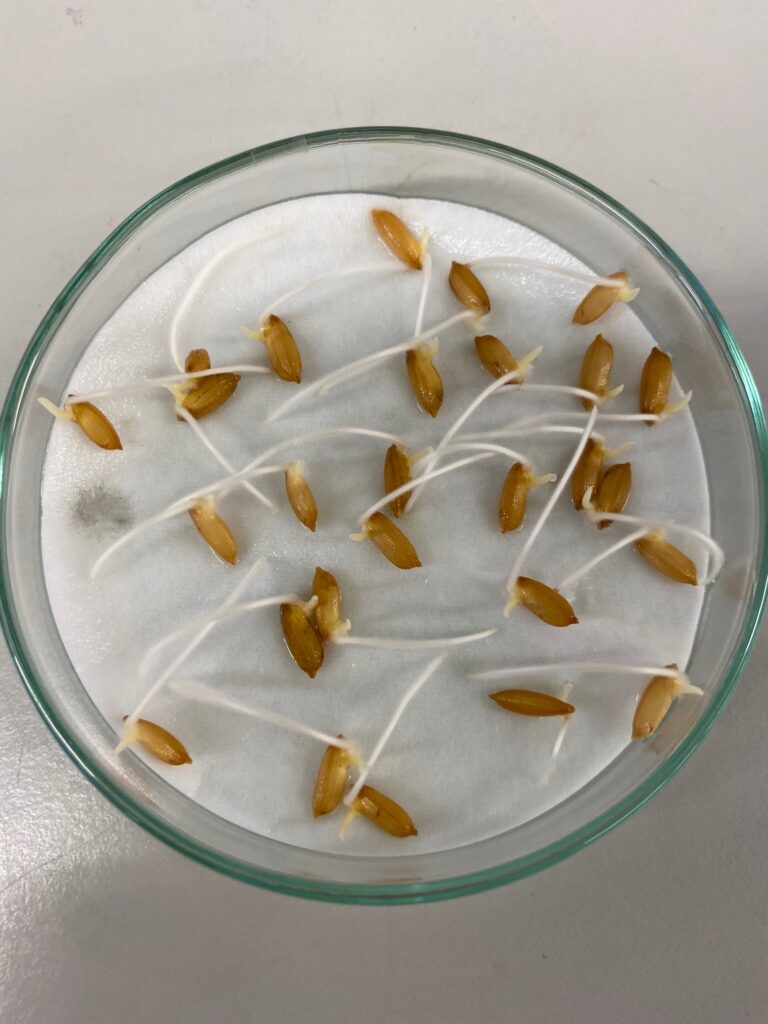 h2020PTRAP How potexperiments with rice help feeling home!