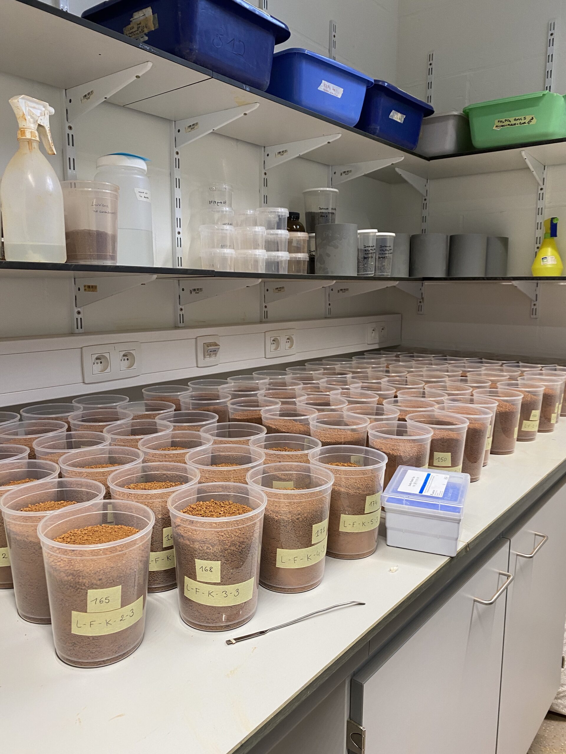 h2020PTRAP How potexperiments with rice help feeling home!