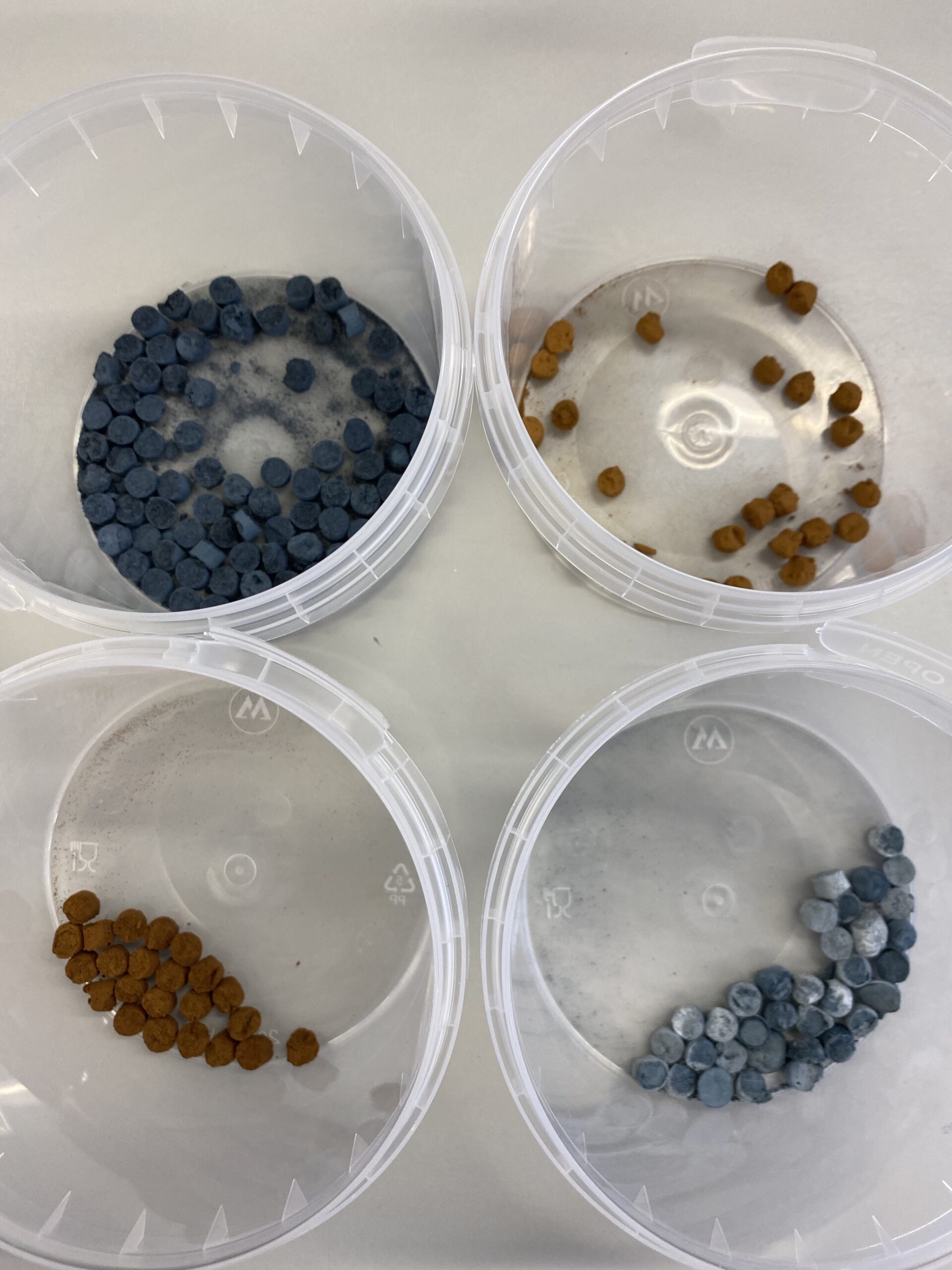 h2020PTRAP How potexperiments with rice help feeling home!