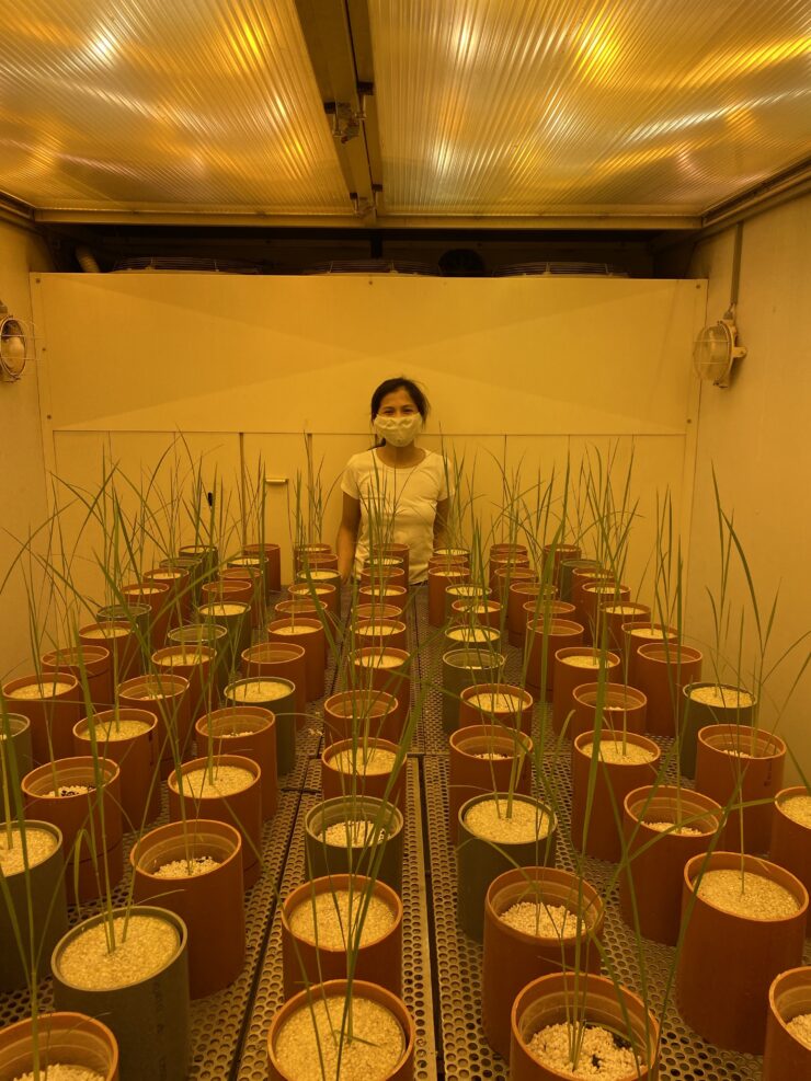 h2020-P-TRAP | How pot-experiments with rice help feeling home!